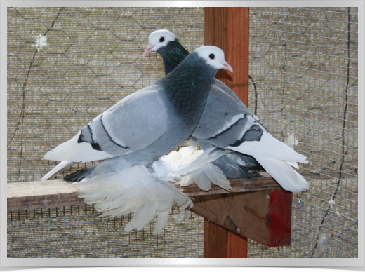 Pigeons Monks Mine IMG_3905.jpg